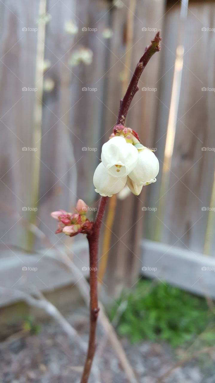 blueberry blossoms