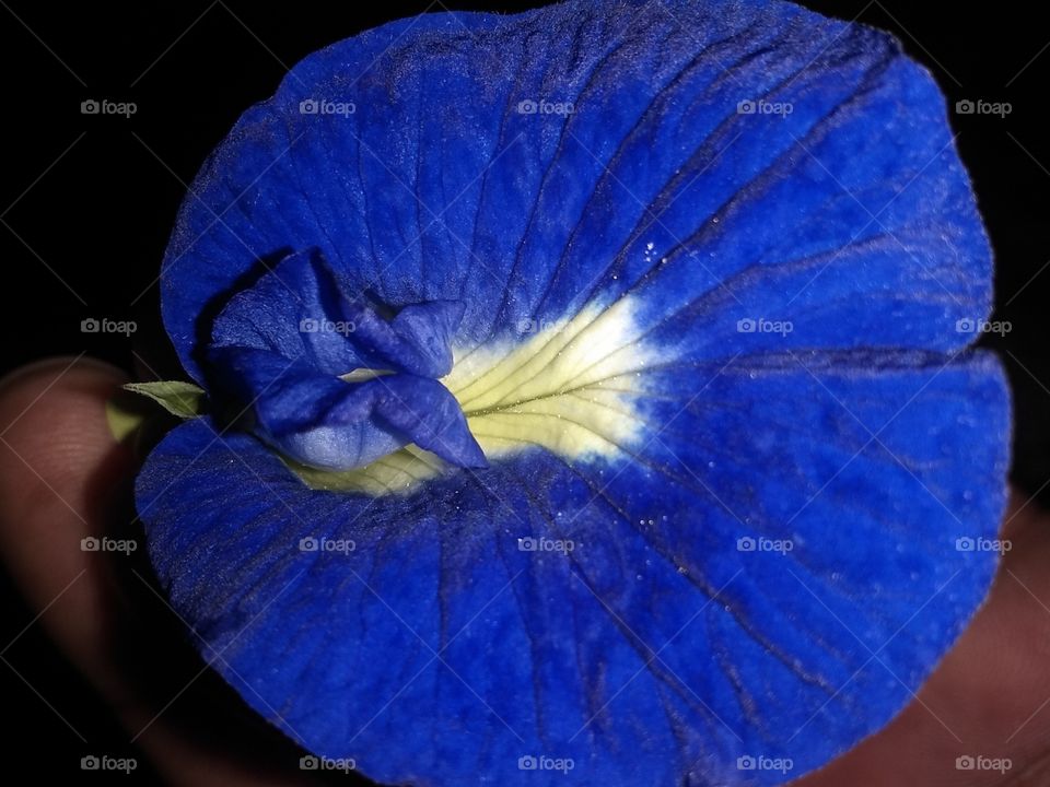 Blue flower
