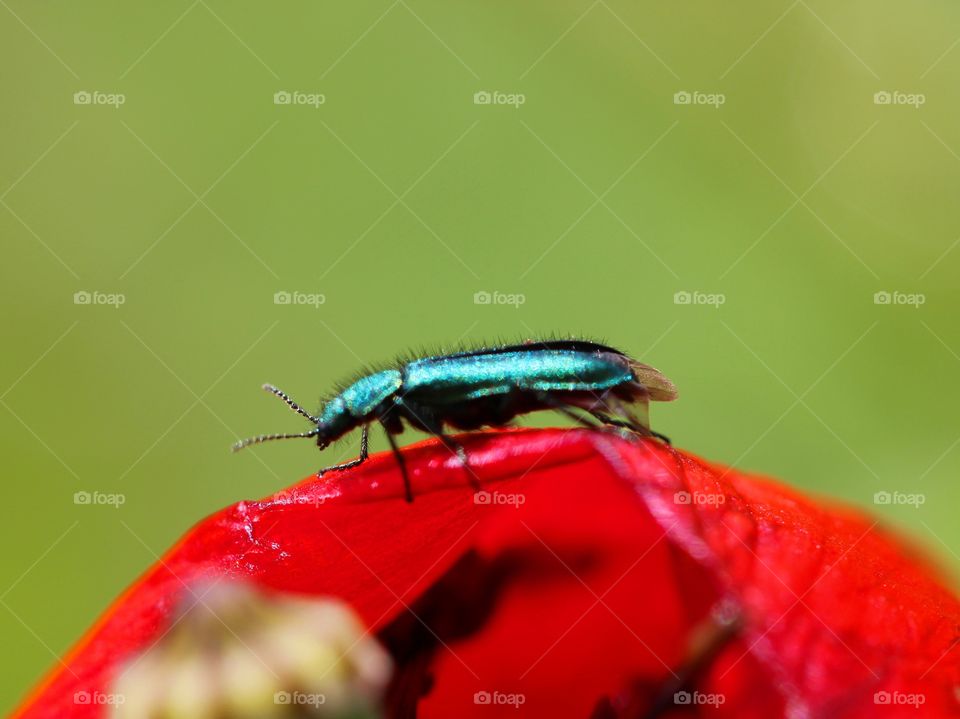 Beautiful macro beetle on top of a poppy