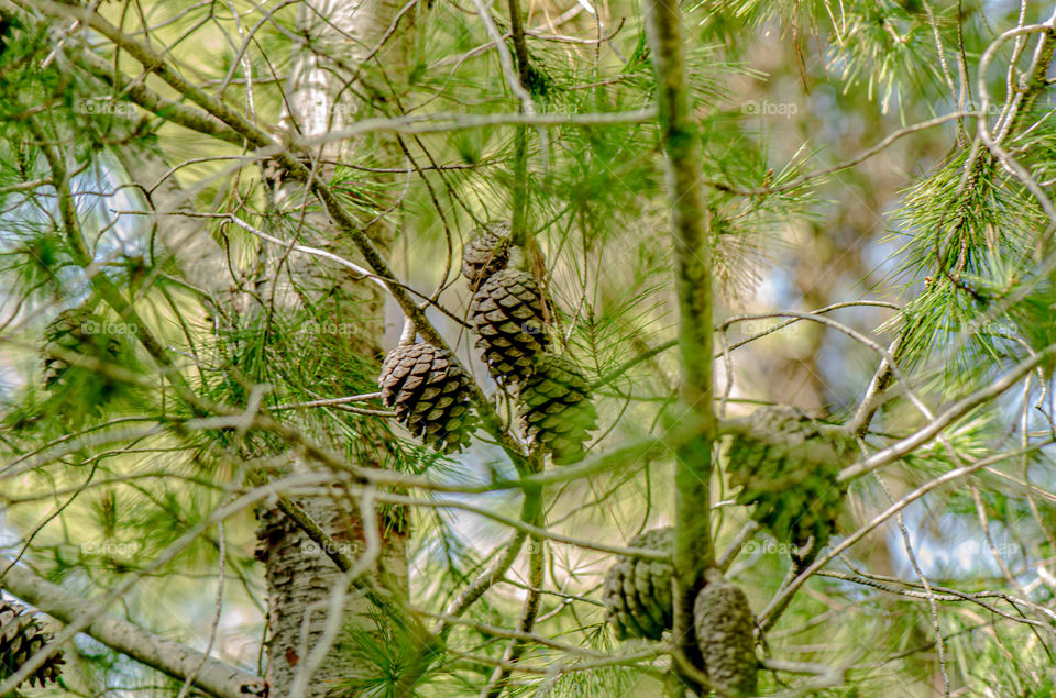 pinecone