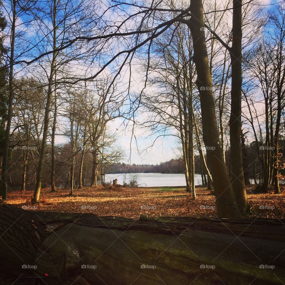 Trees and lake in autumn