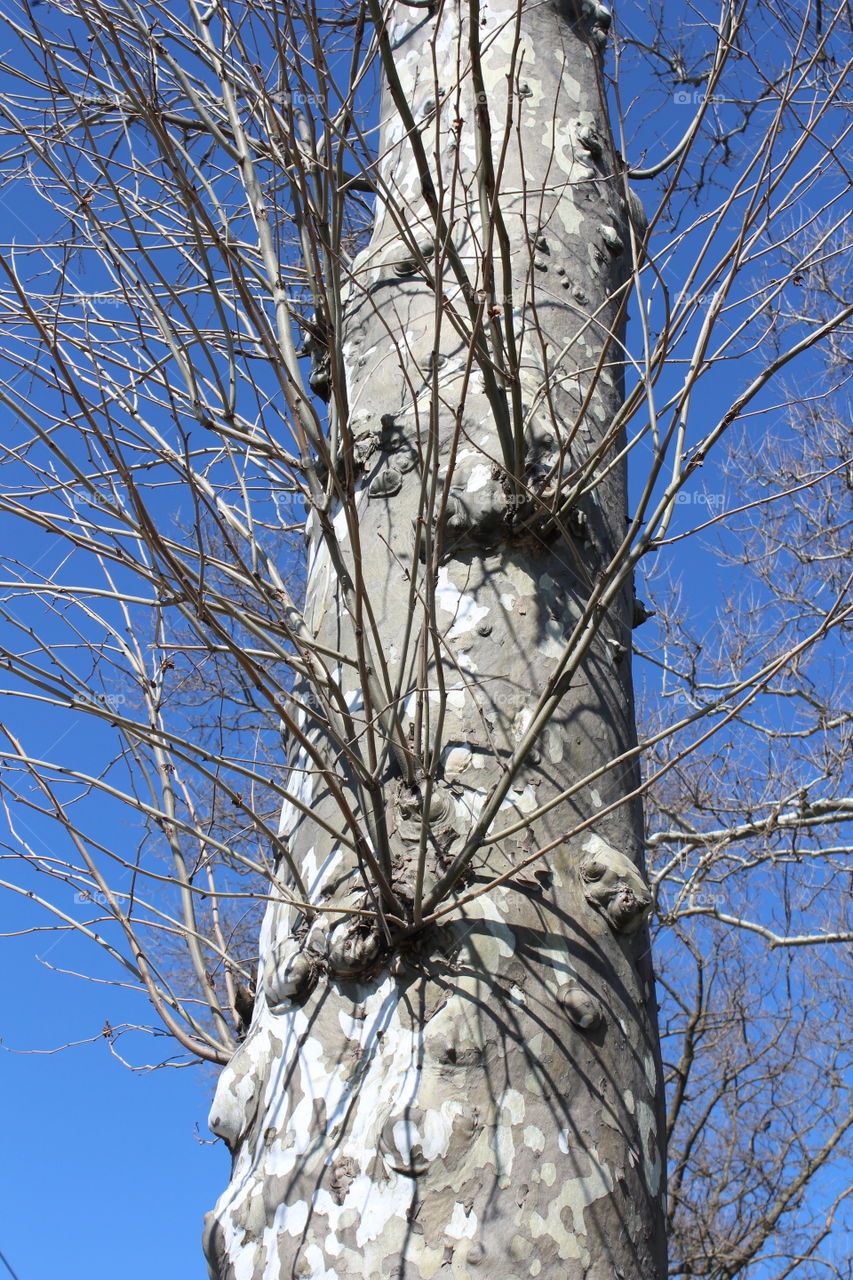 Spotted gray tree trunk with upward branches before bright blue sky 