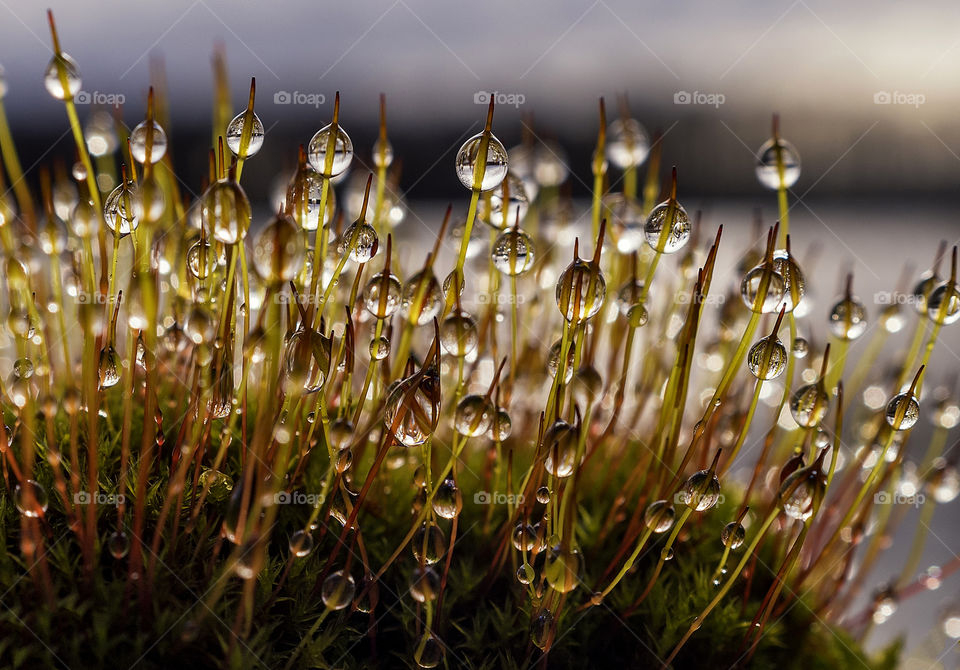 Morning dew. Water drops. Moss.