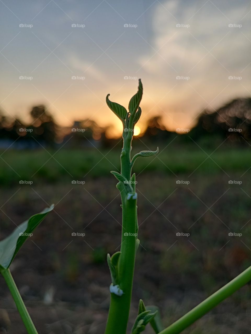 greenery it a naitur  face