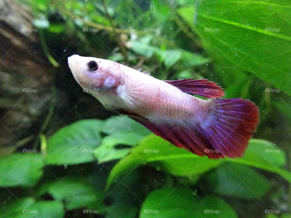 One of my betta females in the tropical tank 