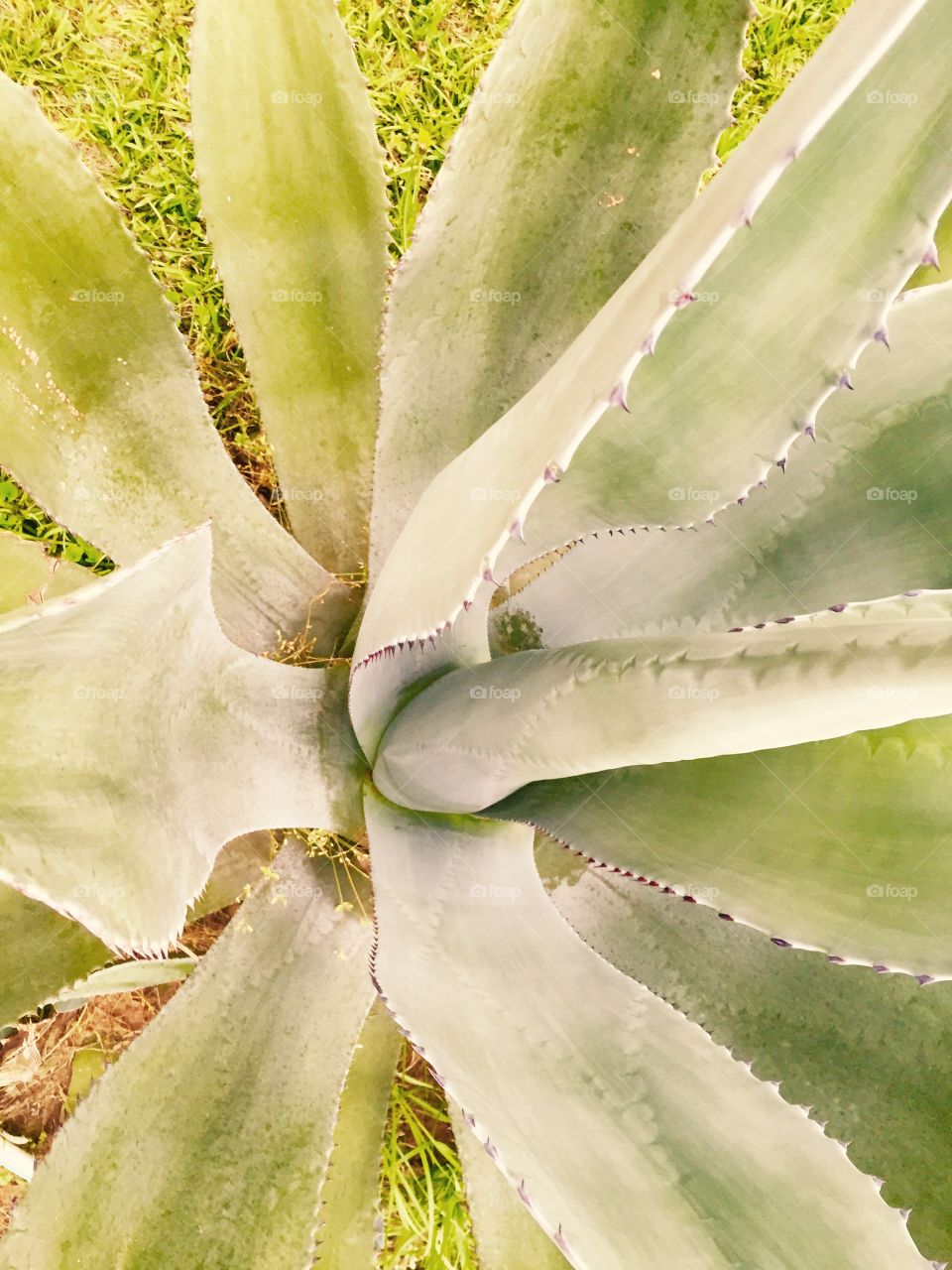 Closeup of a plant that blooms after 22 years.