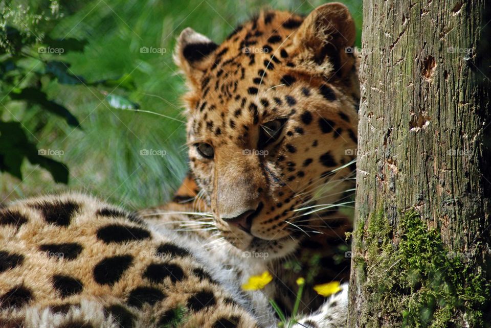 Snowleopard sniffing