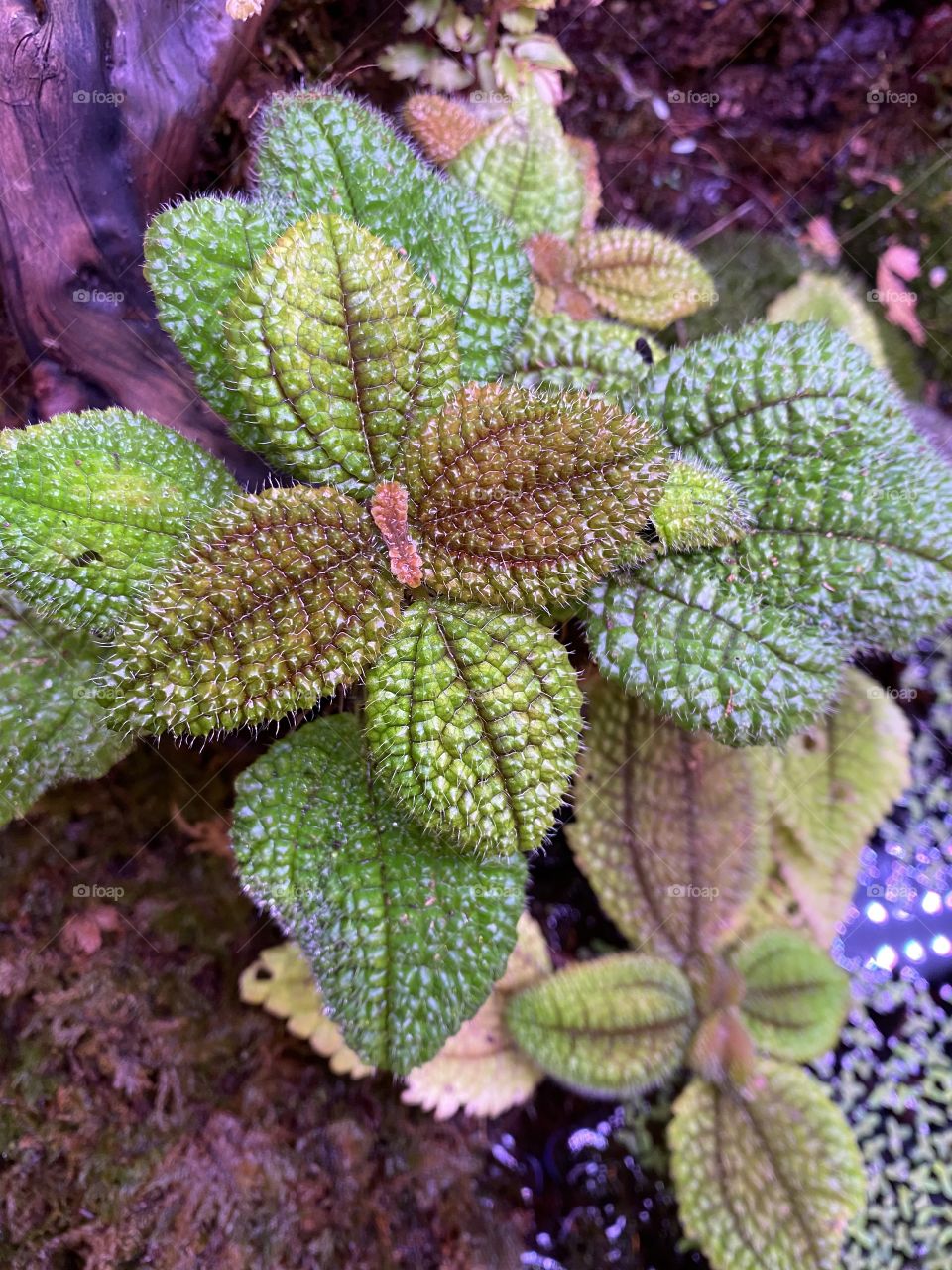 Green Forest Plant Portrait