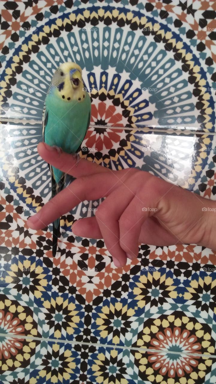 canary bird on my hand.