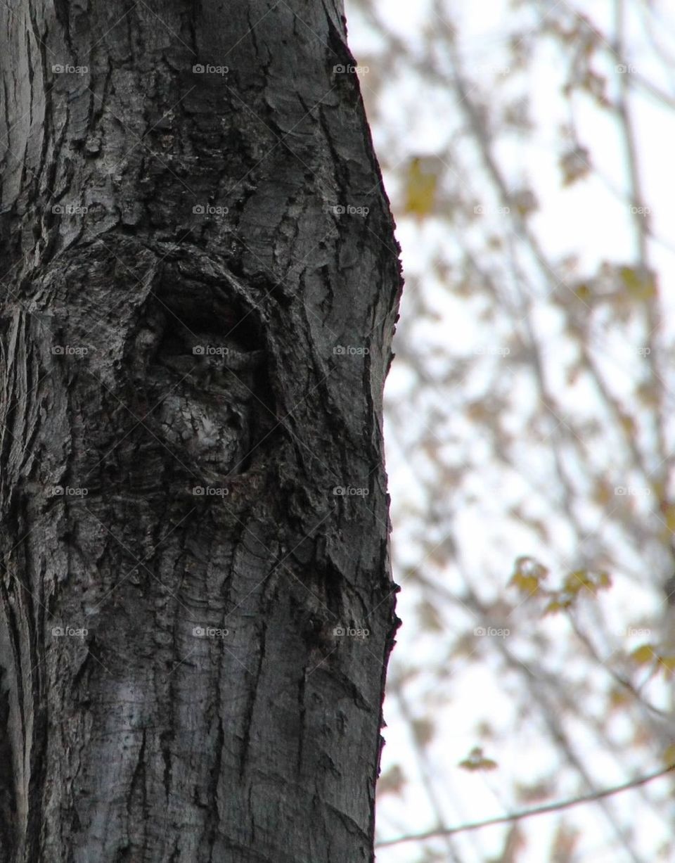 Screech owl