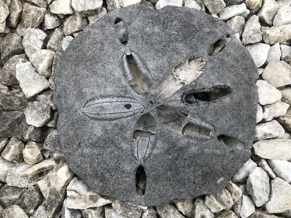 Black sand dollar 