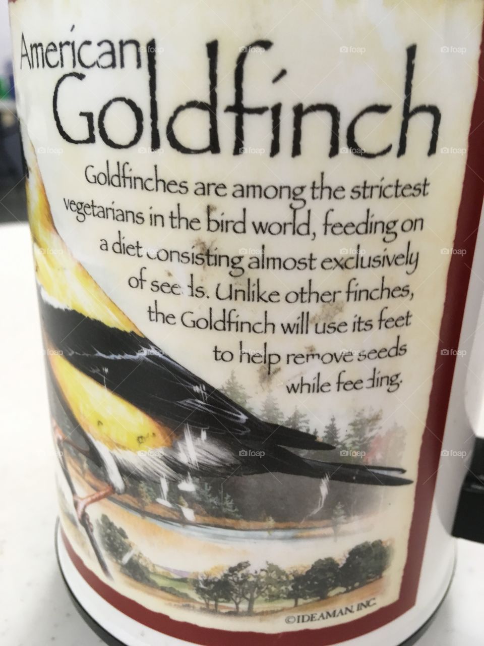 Interesting facts about the American Goldfinch beautiful birds to watch and enjoy 