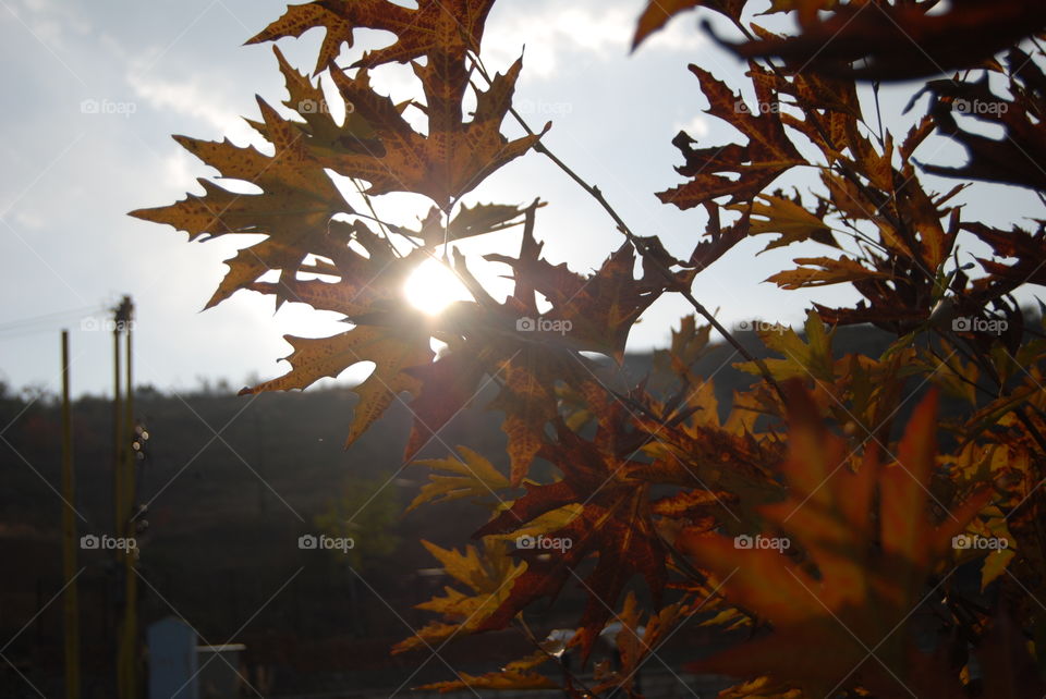 Fall, Leaf, Tree, No Person, Maple