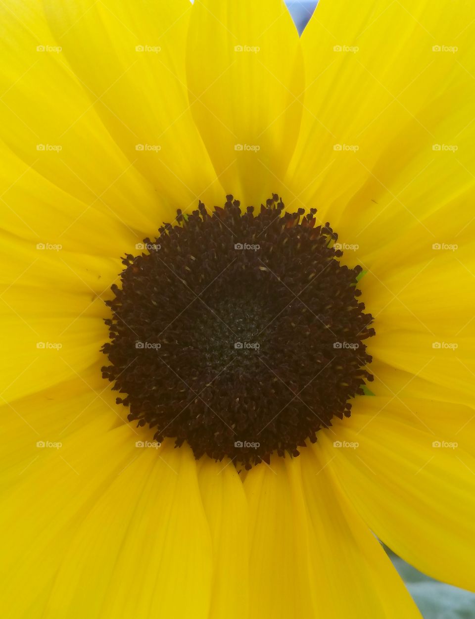 Close-up of a Ornamental Sunflower
