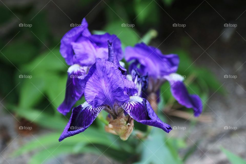 Blue flower