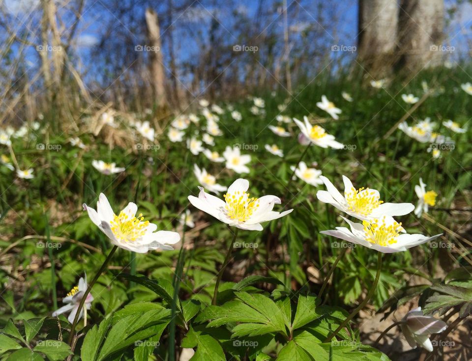 Spring flowers