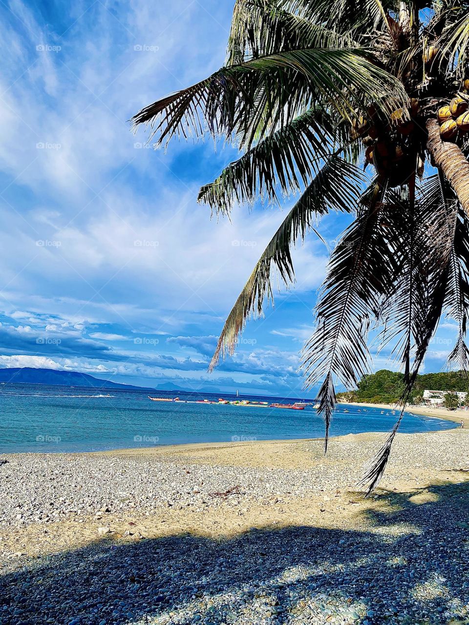 Palm Tree in a White Beach