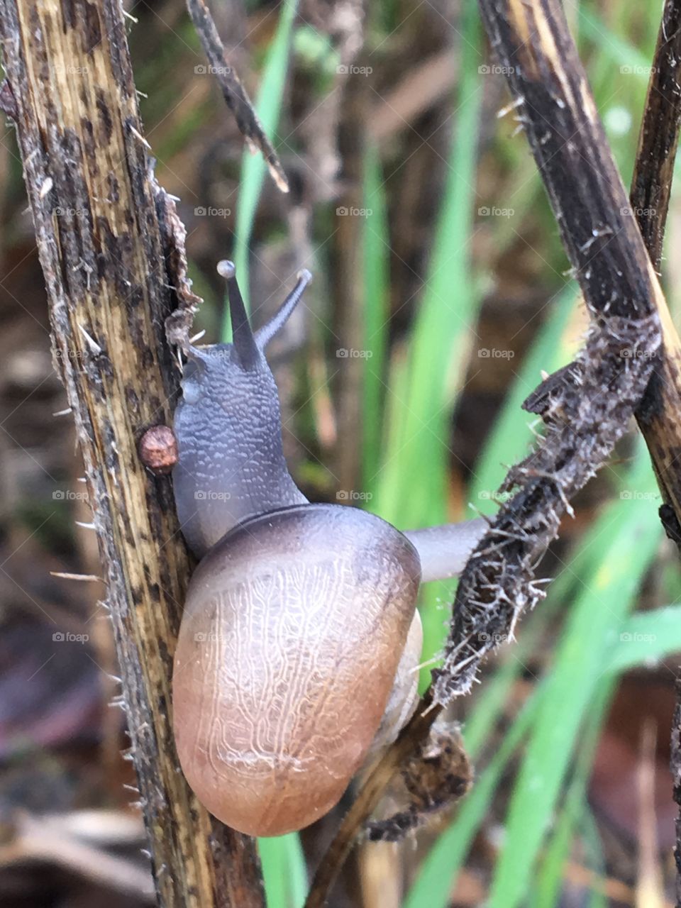 Snail 