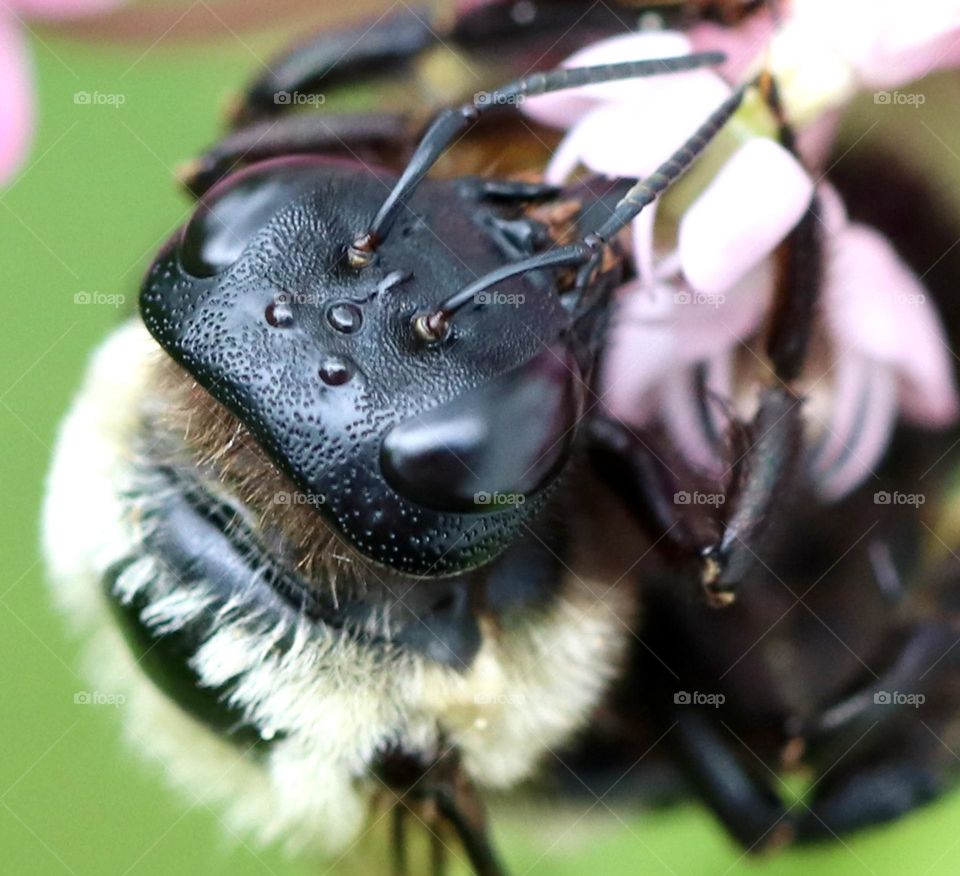 Carpenter bee closeup 