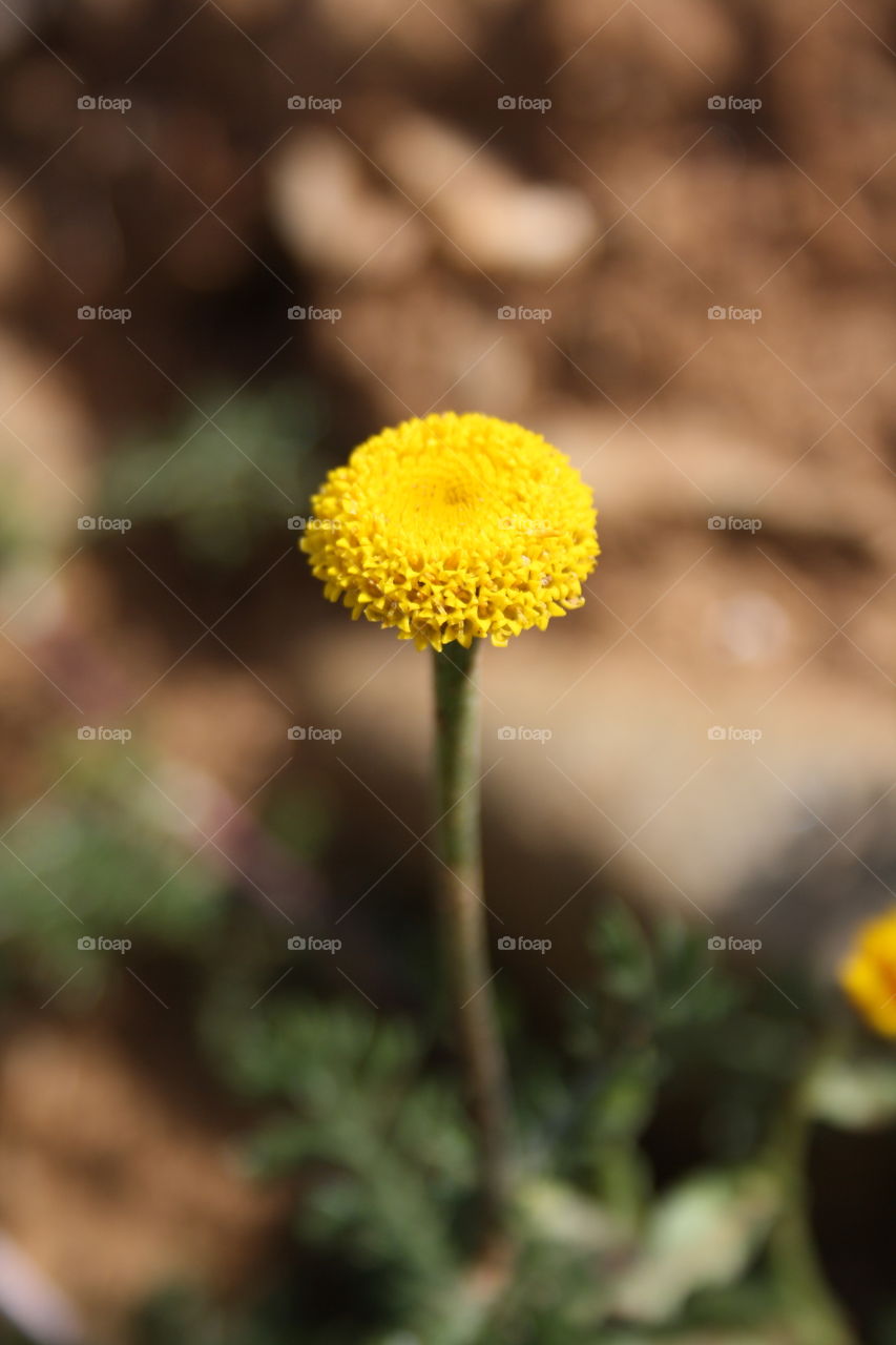 High angle view of yellow flower