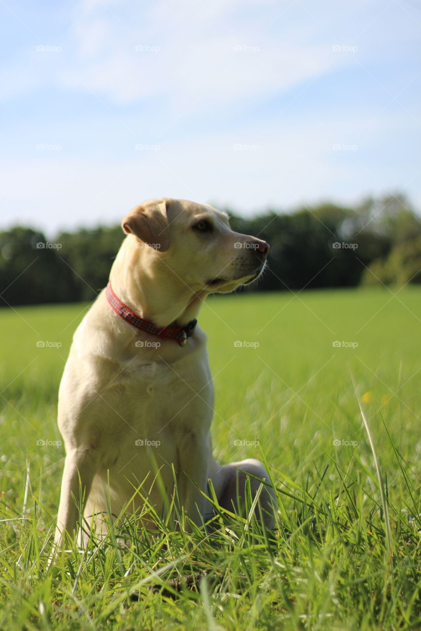 Dog sitting in the garden