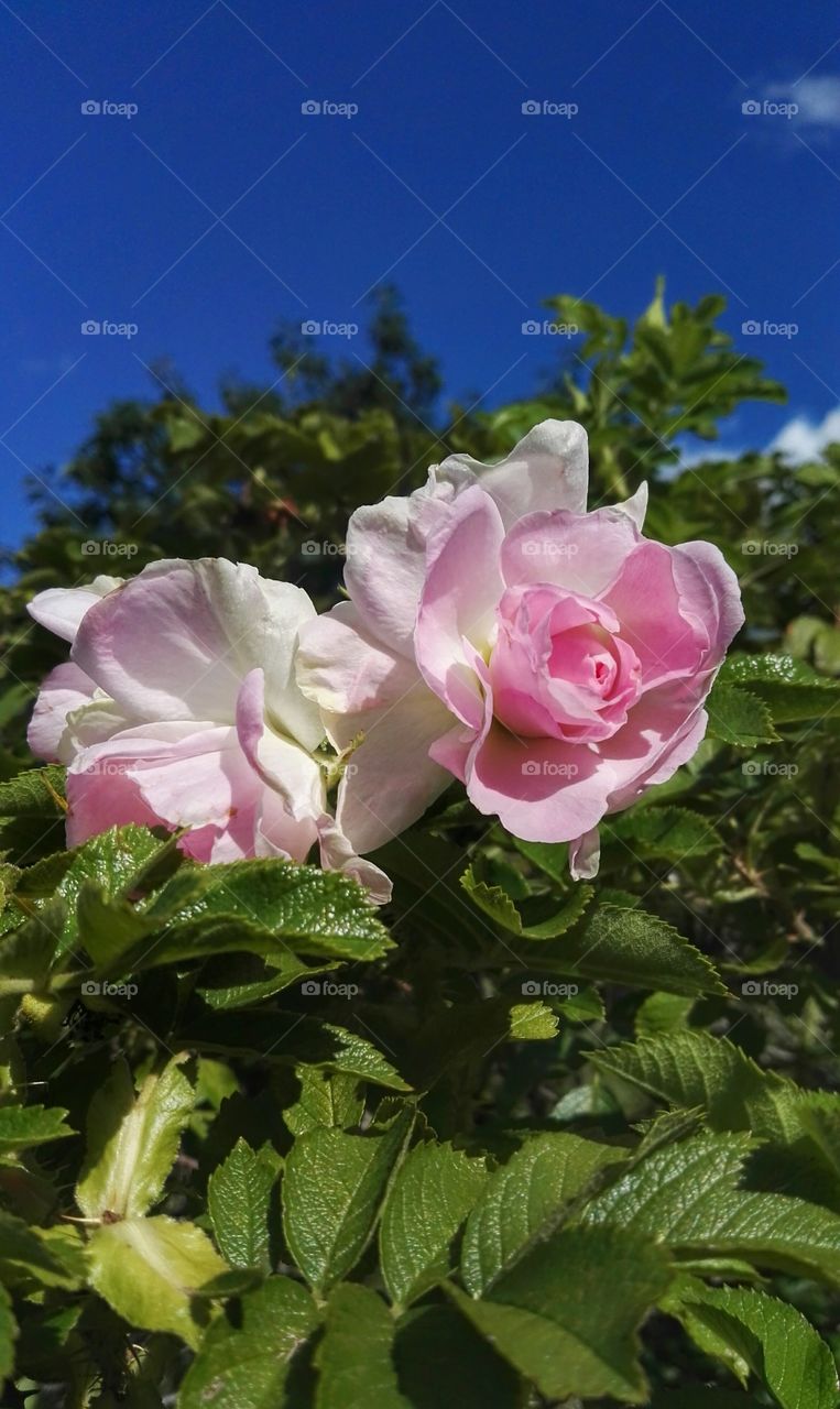 pink roses and blue sky