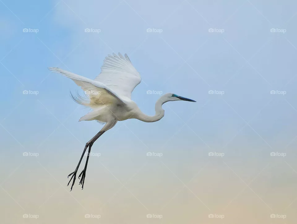 flying heron