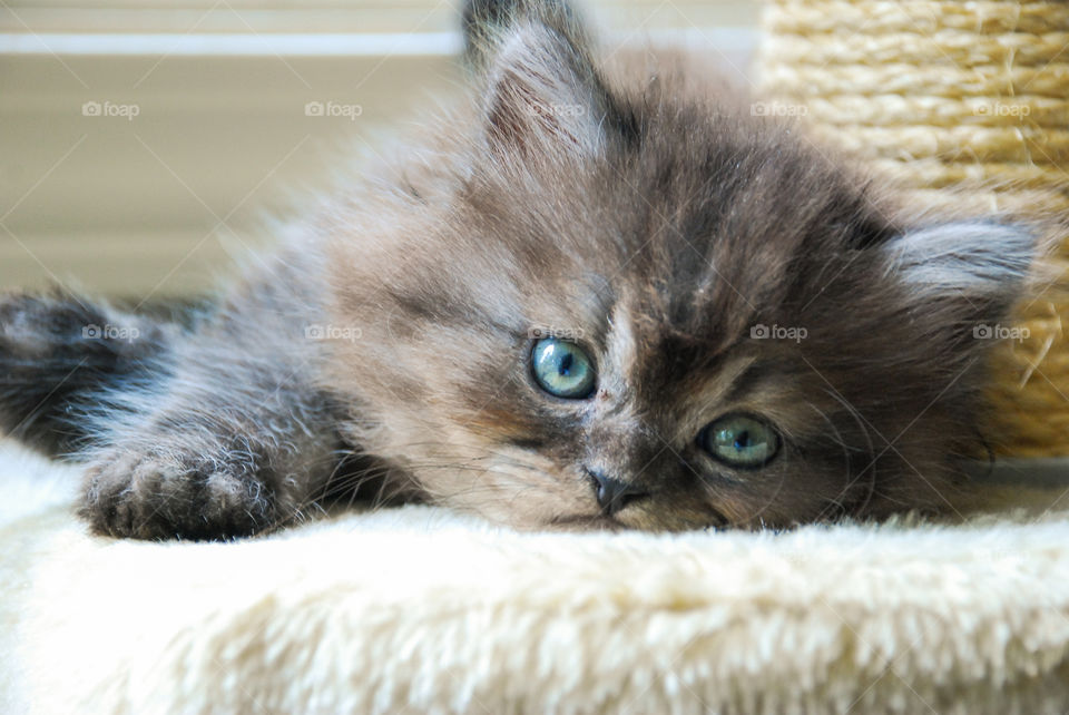 This is Pepsi.  He's a purebred Persian Kitty who loves to take naps near the big window in my dining room.