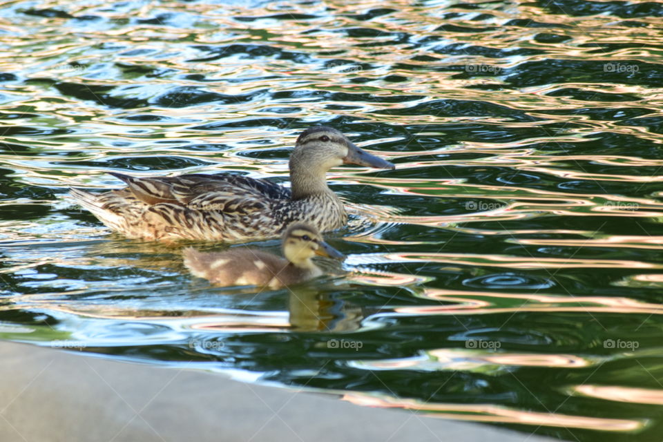 duckie. momma and baby duck