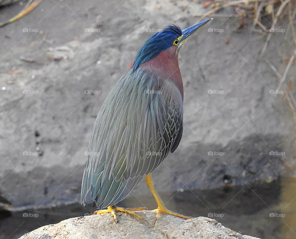 bird