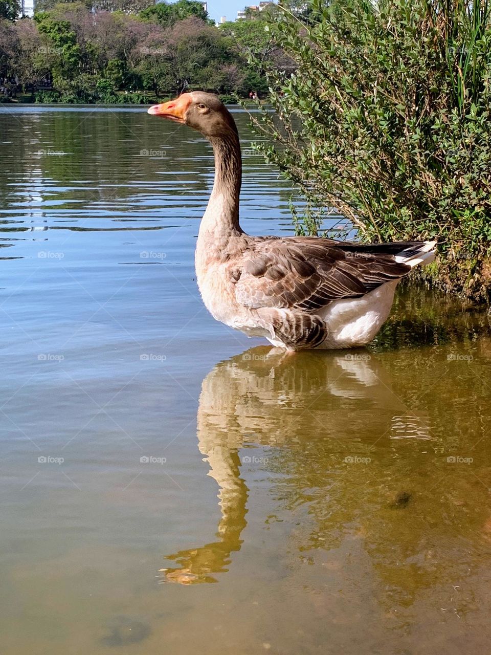 Duck in the river of Ibirapuera Park, Brazil