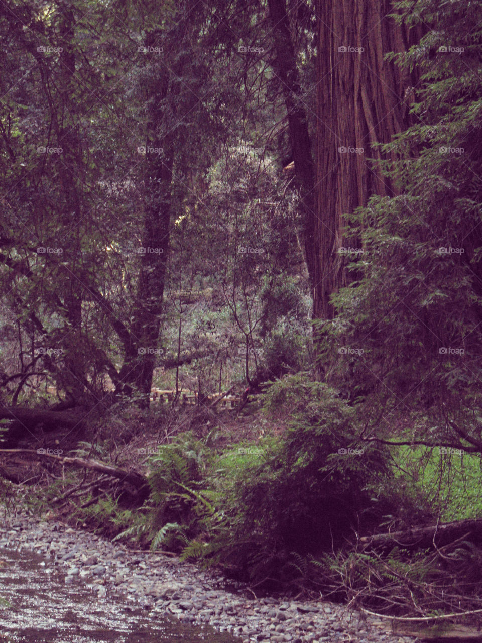 Muir Woods redwoods 