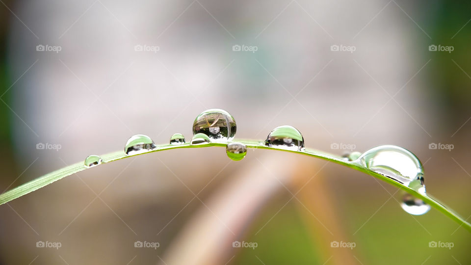 Raindrops on the leaf of thatch. Perfect reflection in the afternoon. Look at the picture that appears on the drip! Perfect!