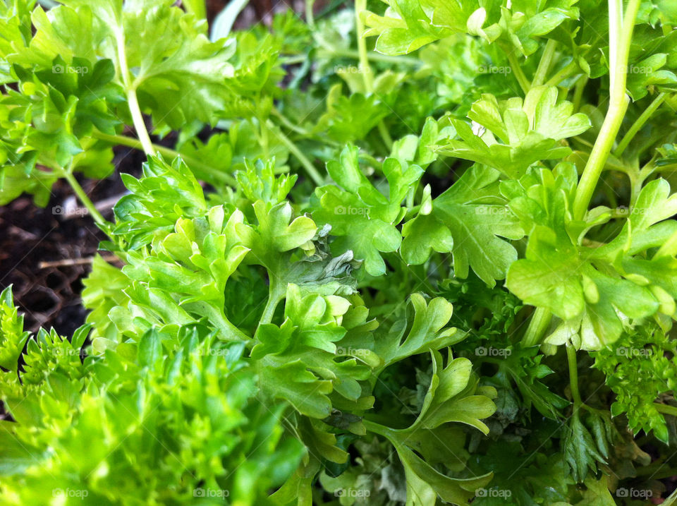 Plants of parsley growing in vegetable garden in summer.