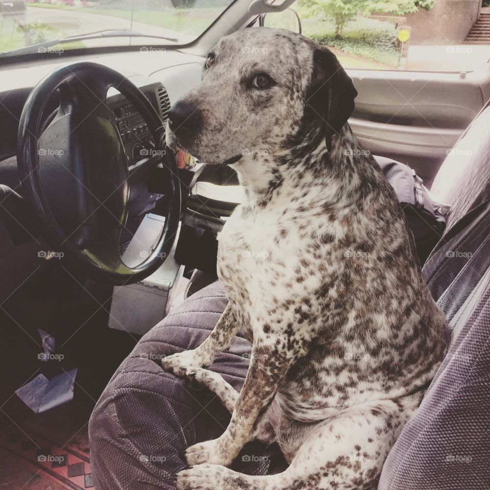 Doggy driver