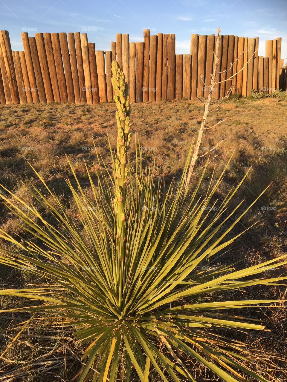 Yucca on the plains