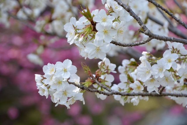 Cherry blossoms 