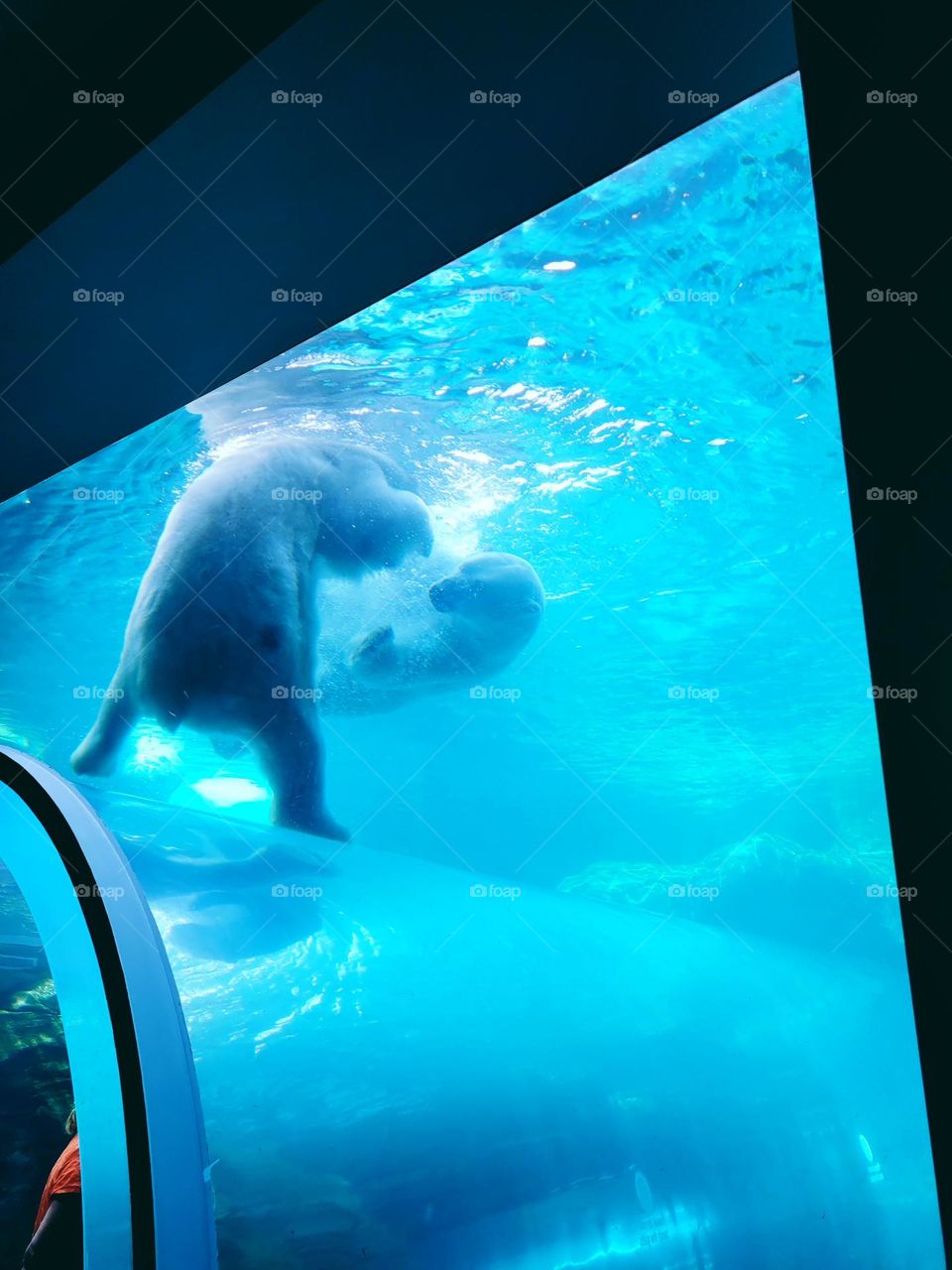 polar bear fight under water