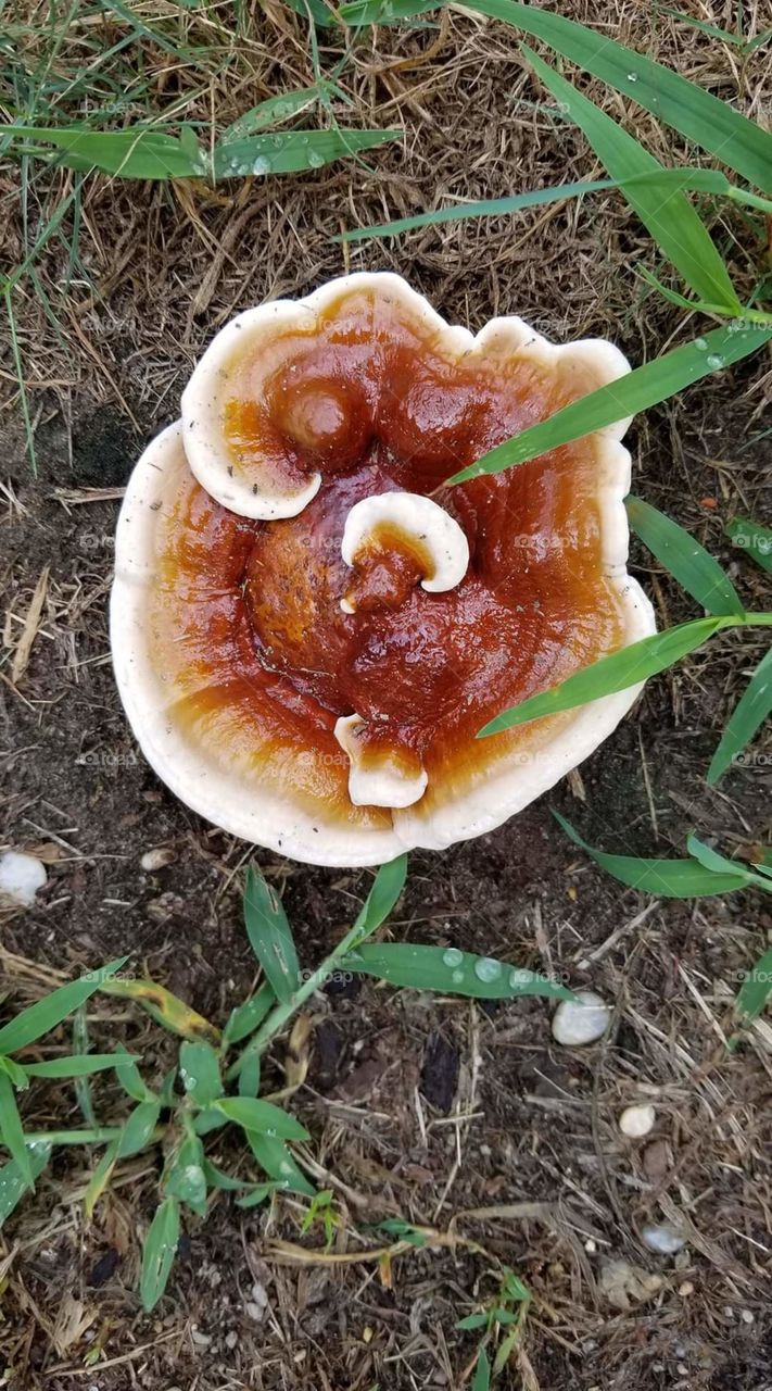 Reiki Mushroom