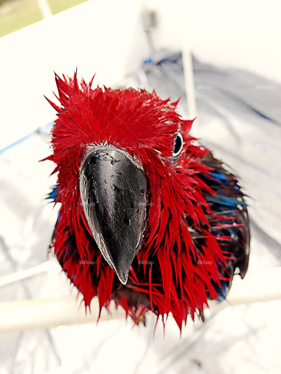 Red pet Parrot getting a bath on a hot summer day