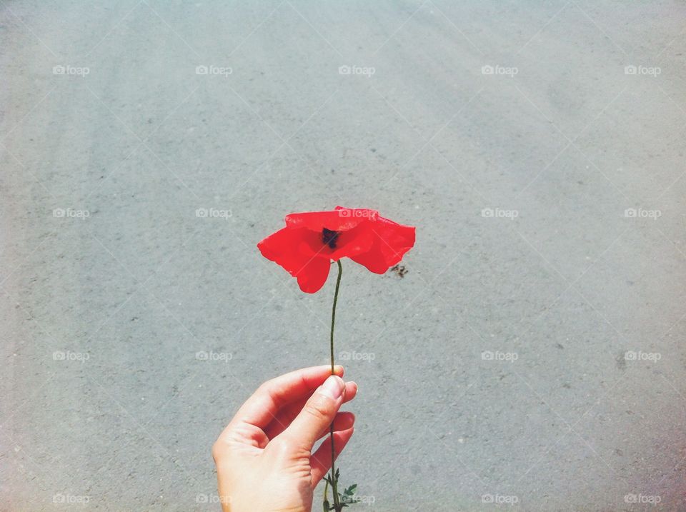 Close-up of hand holding red poppy against wall