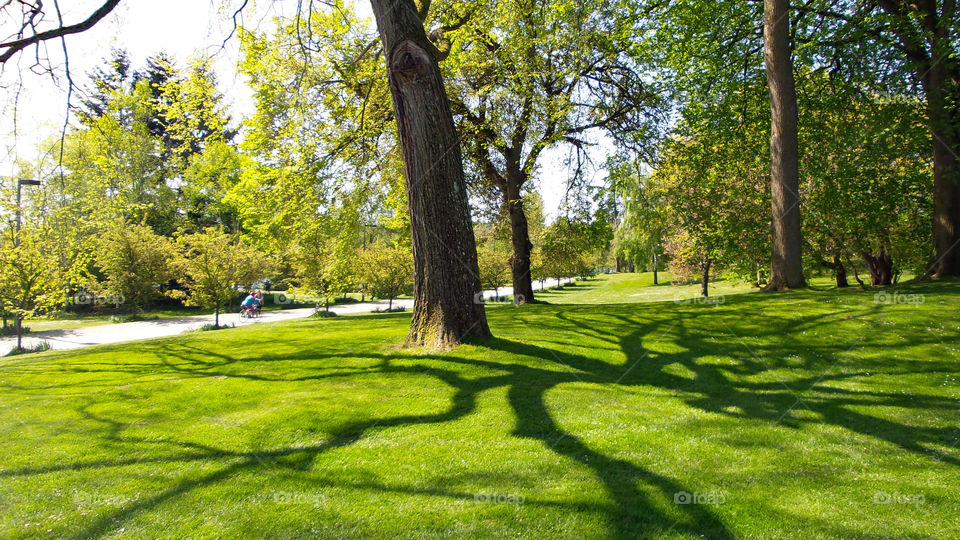 Playing with light - trees