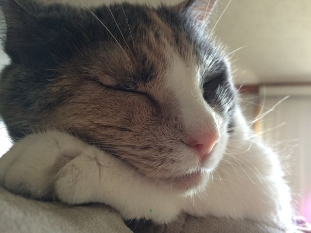 Sleepy cat
