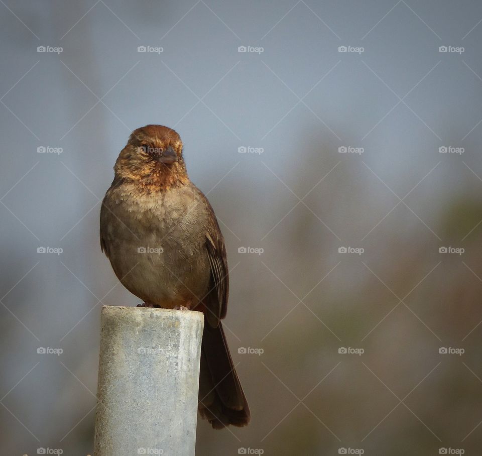 Russet hue songbird 