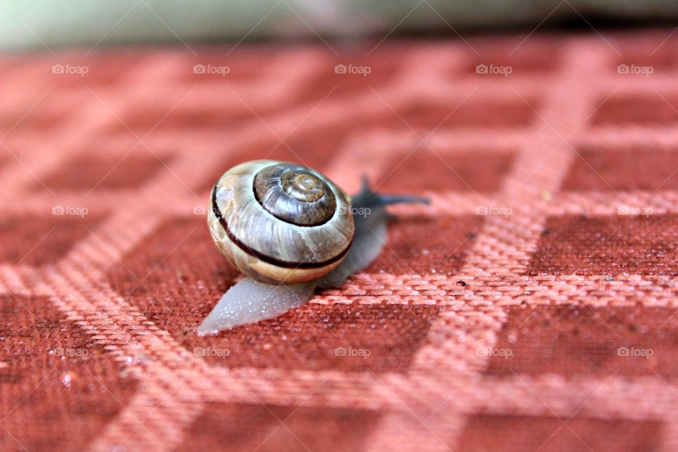 Snail