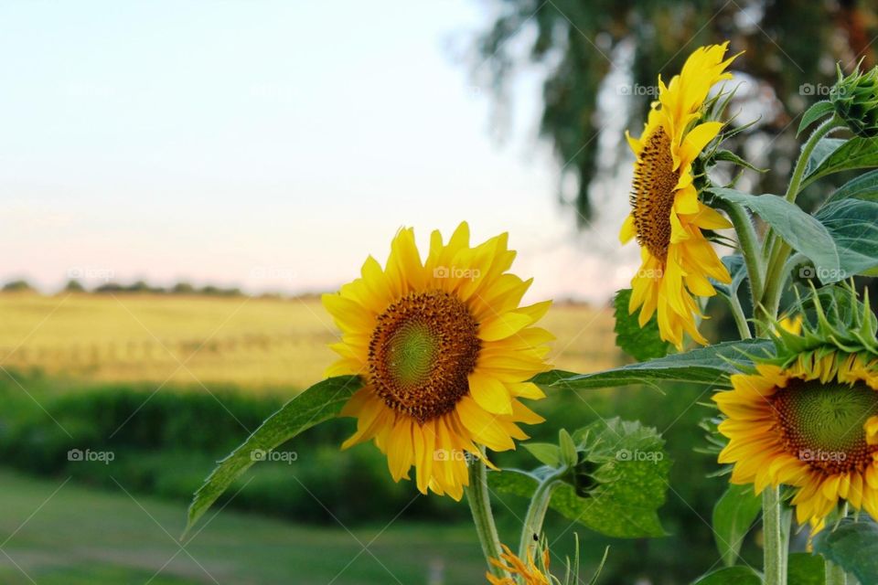 Morning Sun Flowers