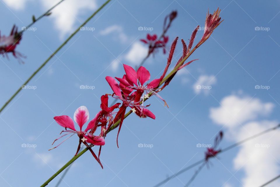 flower sky clouds