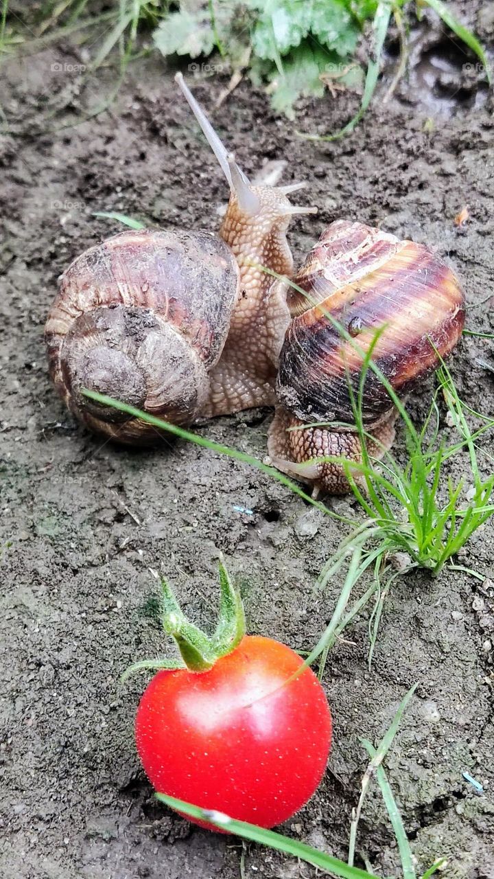 snails in the garden