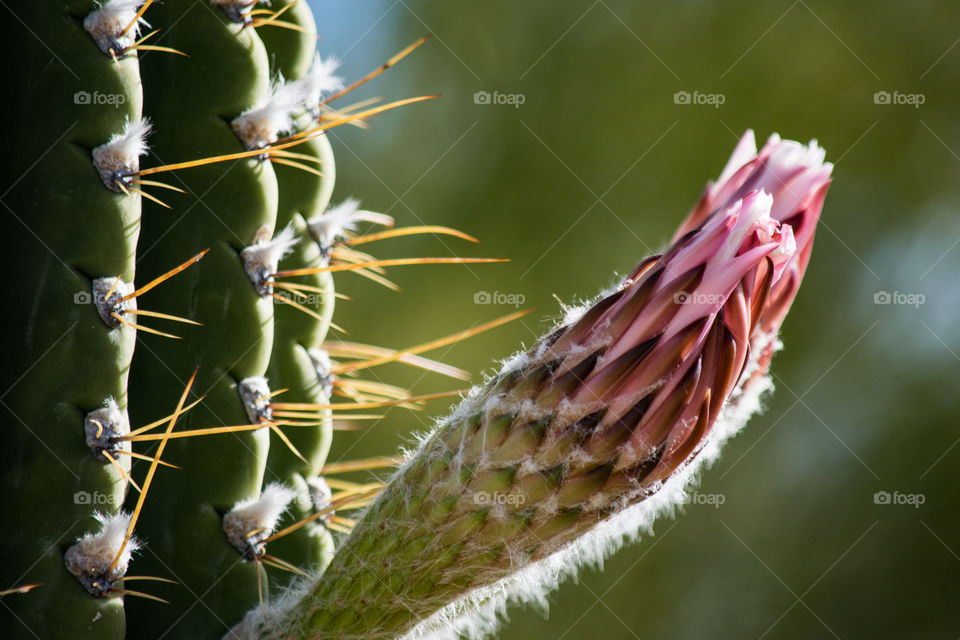 Cactus, Spine, Sharp, Nature, Succulent