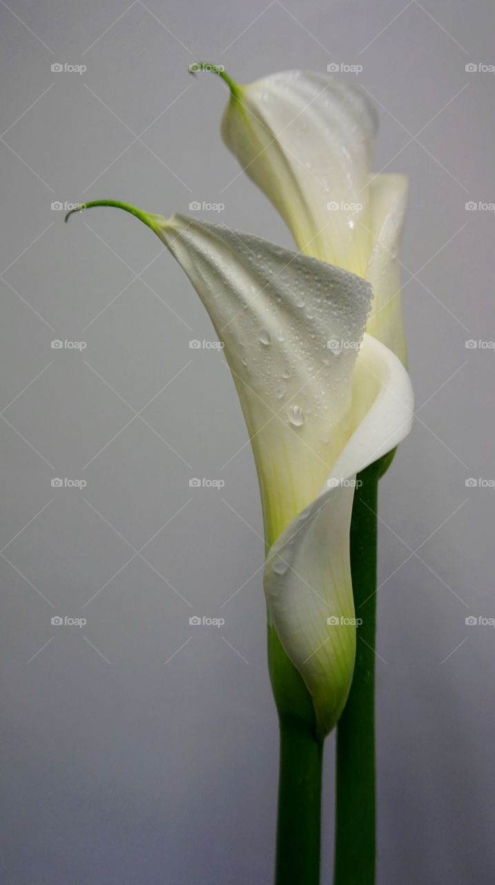 White Calla flower 